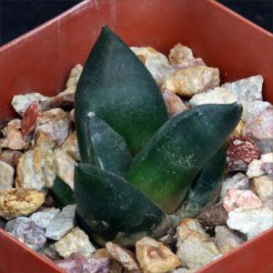 Ariocarpus retusus 4-inch pots